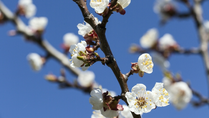 В Краснодарском крае в ближайшие дни потеплеет до +23°C