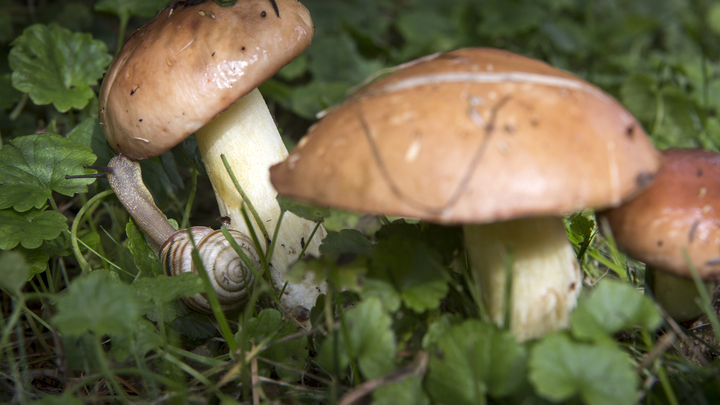 Не выбрасывайте червивые грибы - садоводам открыли секрет: Малина будет поражать размерами