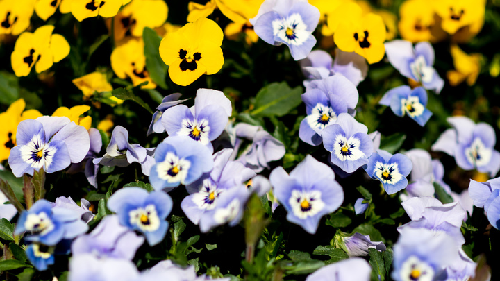 Этой весной Москву украсят почти 15 млн тюльпанов - Сергей Собянин