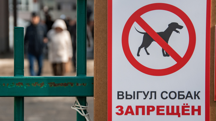 Названы новые условия отлова и эвтаназии бездомных собак в Забайкалье