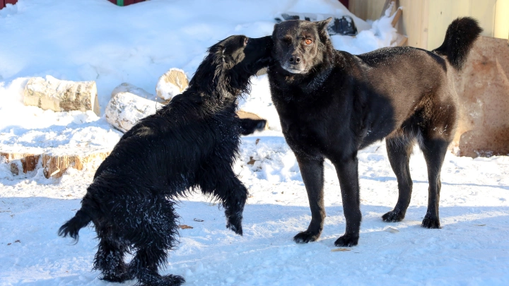 Чернобыльские псы: мутации в их ДНК шокируют ученых