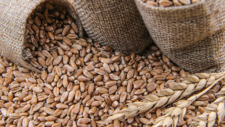 Игры кончились: ЕС и ООН в панике из-за скачка цен на пшеницу после разрыва зерновой сделки