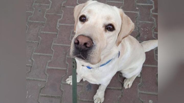 Джека - в добрые руки: в Краснодаре у незрячей девушки забрали собаку-поводыря за жестокое обращение