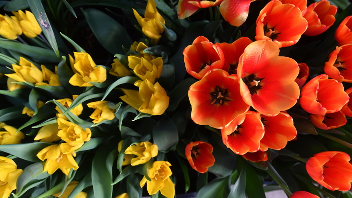 МВД и Вечерняя Москва поздравили женщин с 8 Марта