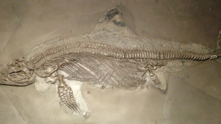 Почему римлянин собирал останки морского чудовища 1800 лет назад
