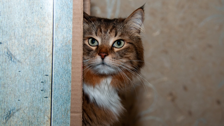 В США подруги потратили $50 тыс. на суд из-за кота