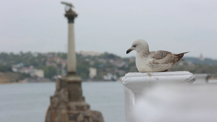 В Севастополе шеф-повар хотела отравить бойцов СВО: В сеть утекла переписка с куратором