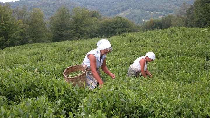 В Сочи ученые возобновили выращивание морозостойких сортов чая