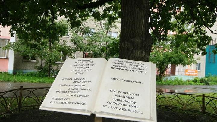 В Челябинске московские ученые высчитали возраст дуба-великана