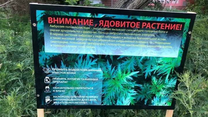 Вместо того, чтобы скосить ядовитое растение, в Челябинске поставили таблички