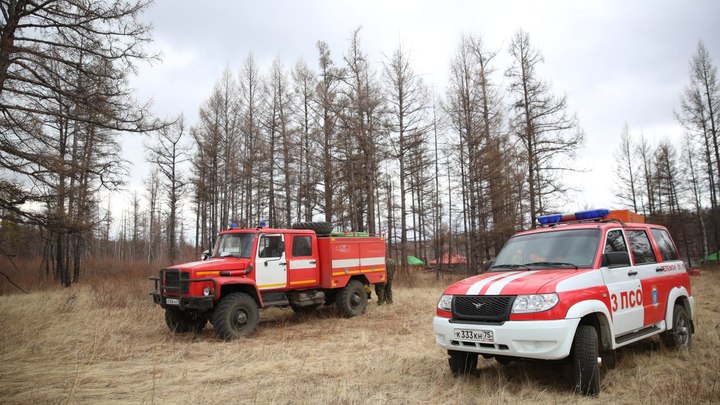 Ограничения на пребывание в лесу ввели части лесничеств Забайкалья