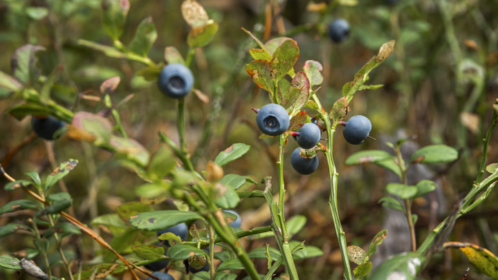 Украинцы спасаются от голода лесными рейдами в Белоруссию