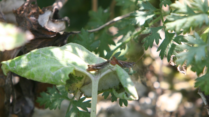 Россию ждёт нашествие насекомых после тёплой зимы? Сложный вопрос и простой ответ