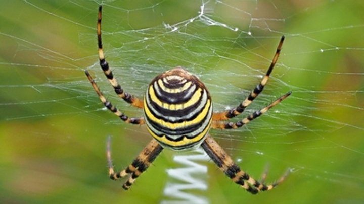 Не ядовиты, но могут укусить: Подмосковье столкнулось с нашествием пауков-ос