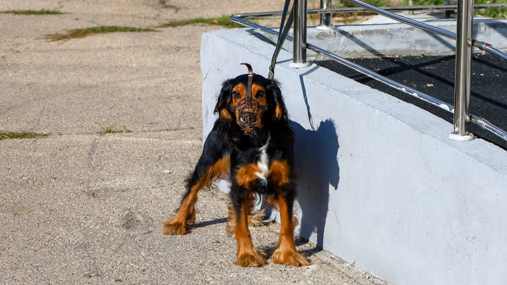 Строго запрещается: Пять продуктов, опасных для домашнего любимца