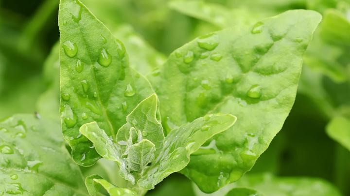 Главный враг холестерина: Назван продукт, который всегда должен быть на столе