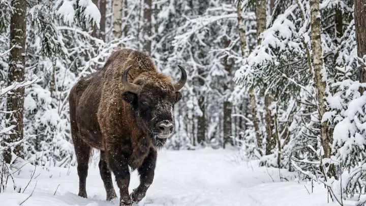 Разборки в серпуховском лесу: зубр Мемувин постоянно ломает забор из ревности