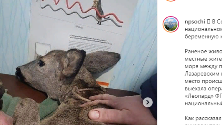 В Сочинском нацпарке от собак спасли беременную косулю