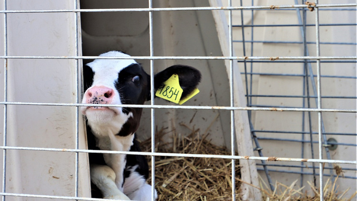 На Кубани в модернизацию животноводческой фермы вложили более 12 млн рублей