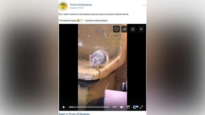 В одном из трамваев Кемерова разъезжала крыса-кондуктор