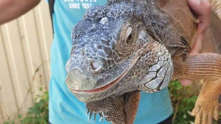 В Анапе у пляжных фотографов забрали крокодила и игуану