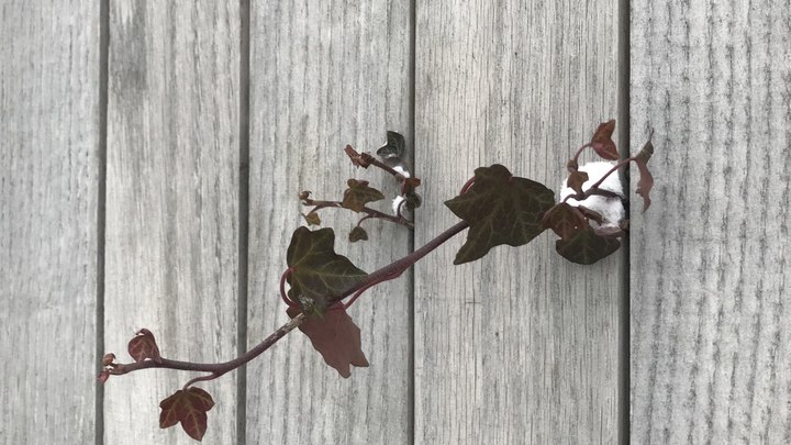 Погода на 8 марта в Краснодаре: подарка ждать не стоит