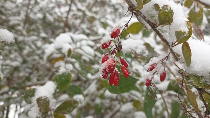 Вильфанд заявил: процесс потепления в России идет быстрее, чем в мире