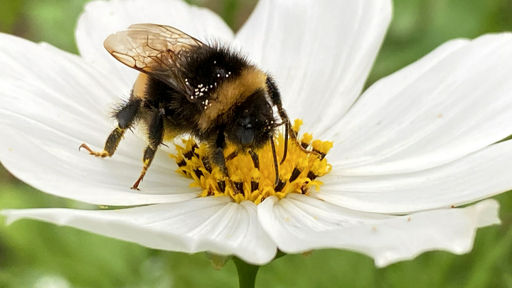 Может быть смертельным: как спасти ребёнка после укуса ос и пчёл