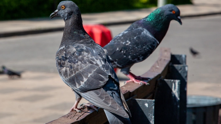 Кормление голубей у подъезда влетит в копеечку: Депутат напомнил о многотысячных штрафах