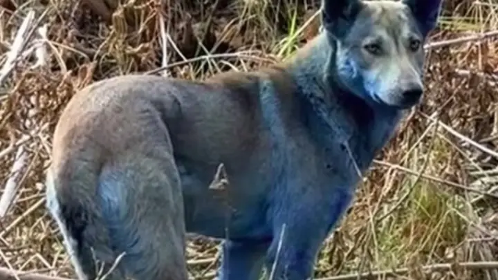 Синие псы Чернобыля – радиационная мутация или чья-то шутка? Версии экспертов