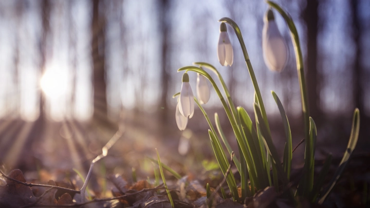 Народный праздник Василий Тёплый 4 апреля: история, традиции и приметы