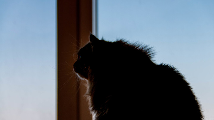 Врачи: кошачьи царапины способны привести к гибели человека