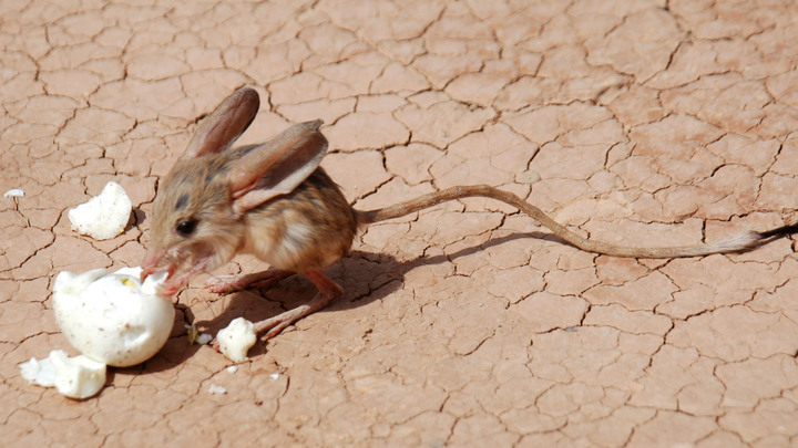 Тушканчики впали в спячку. Как это выглядит - 4 фото, вы обзавидуетесь