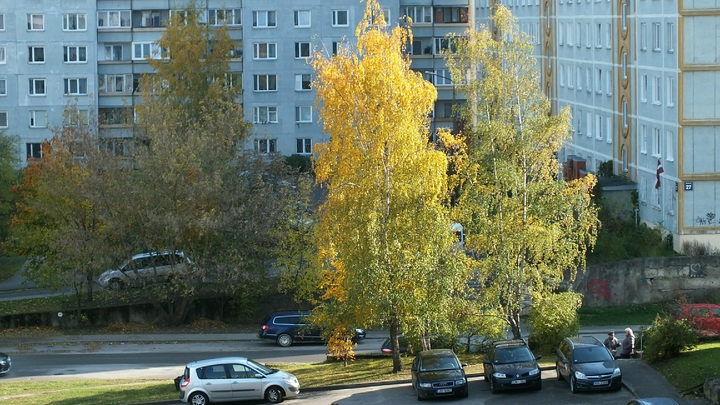 В Самаре жители дома по улице Ташкентской возмущены выкорчевыванием деревьев