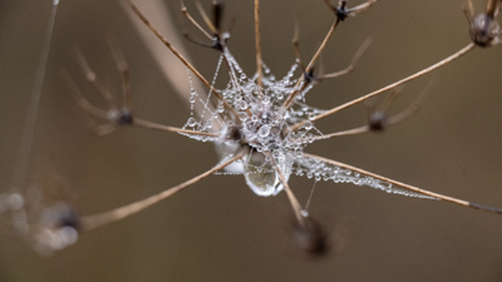 Австралию накрыл паучий апокалипсис: Страна борется с нашествием миллионов насекомых