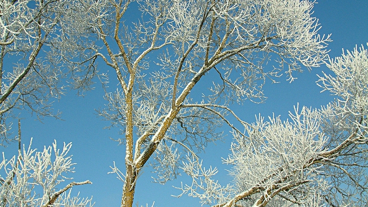 В новогодние праздники похолодает почти до - 40°