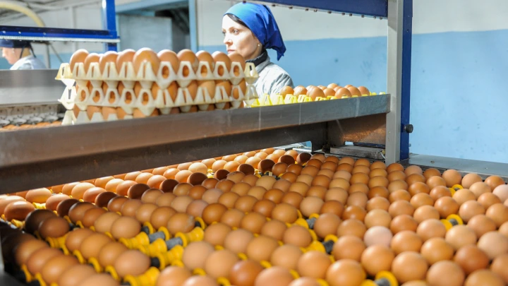 Подлость с яйцами: Даже высокая категория и хороший вид - не показатель качества