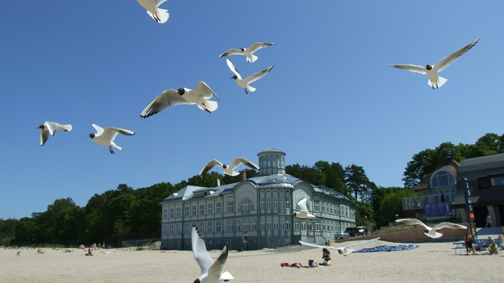 Резкая смена погоды убивает чаек? В Новороссийске все побережье усыпано тушками птиц