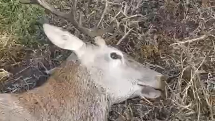 На Кубани завели уголовное дело после убийства оленя