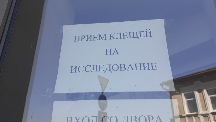В России проснулись клещи: людей предупредили о смертельной опасности
