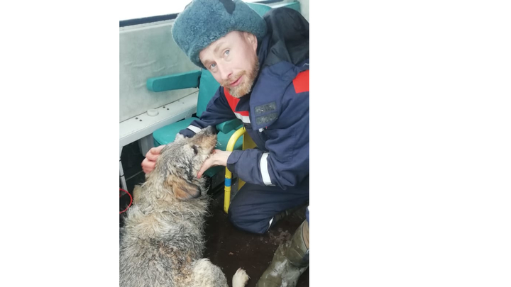На Иваньковском водохранилище собака провалилась под лед: помогла амфибия