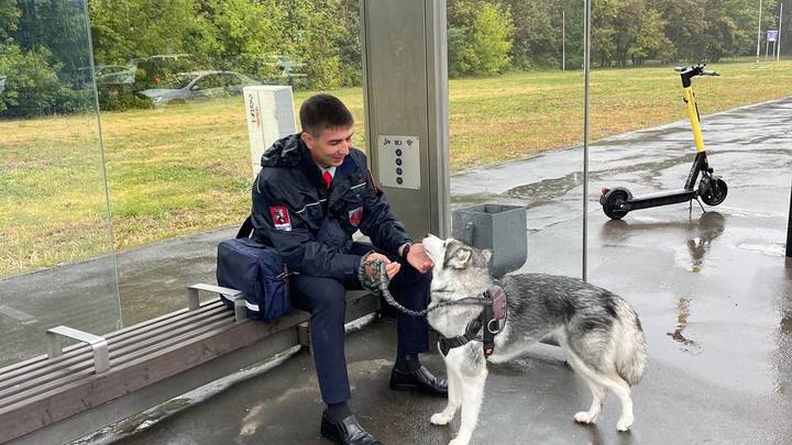 Автобусный контролёр в Москве вернул домой потерявшегося хаски