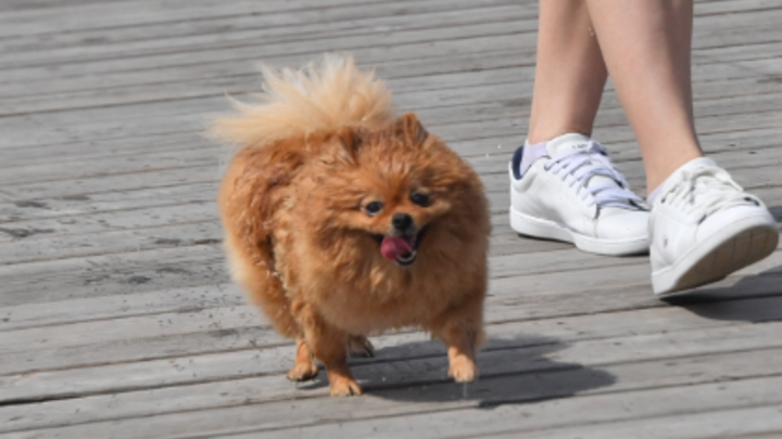 В Екатеринбурге местная жительница устроила истерику в подъезде из-за сбежавшего шпица