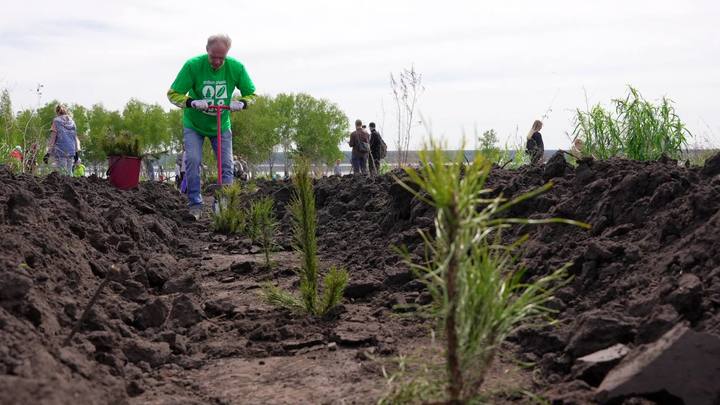 Больше 12 тысяч сосен высадили во время акции Семейный лес в Новосибирской области