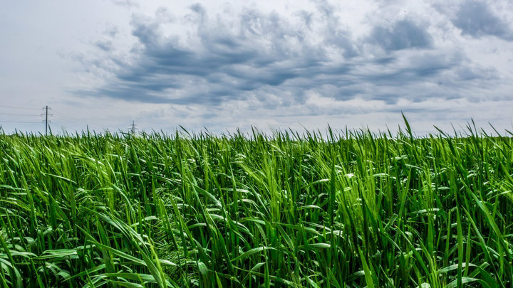 Премьер-министр РК о будущем урожае пшеницы: Даже если будет мало, нам все равно хватит
