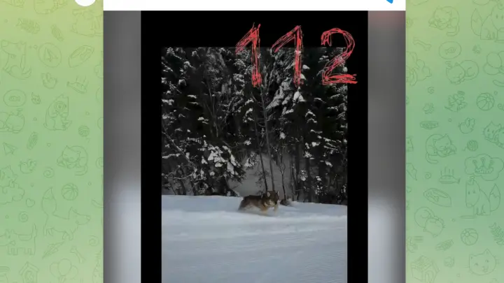 В Домбае сноубордист снял на видео, как за ним гнался волк