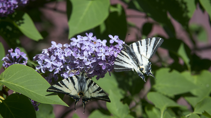 Очередная волна холода принесёт в Свердловскую область заморозки