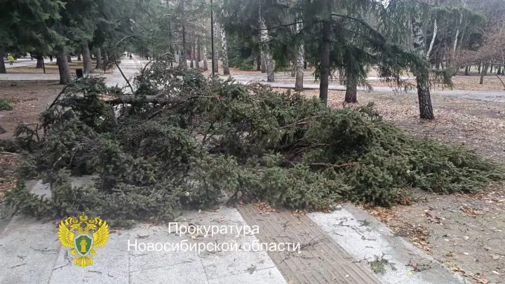 Бастрыкину доложат о падении дерева на пенсионеров на Монументе Славы