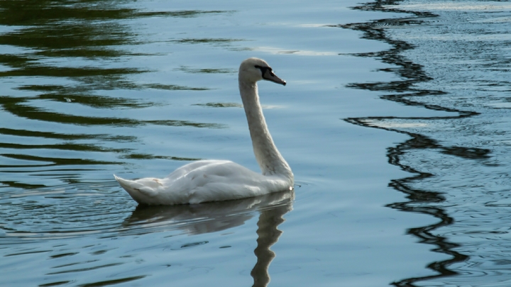 Жители Краснодара спасли лебедя с поломанным крылом