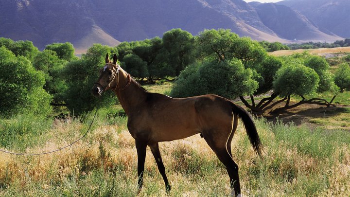 В Чехии украли санкционного коня Кадырова